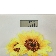 Напольные весы CENTEK CT-2428 Sunflower